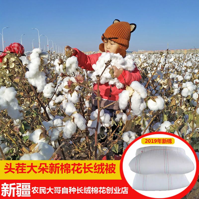 新疆特一级长绒棉花皮棉带籽棉花支持定制，批发零售可议价