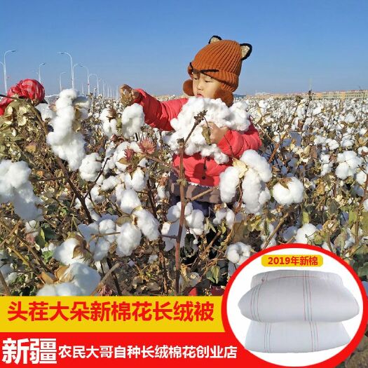 哈密新疆特一级长绒棉花皮棉带籽棉花支持定制，批发零售可议价
