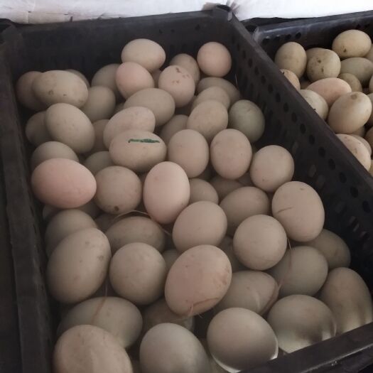 原阳县土鸭蛋 7个头左右价格另议