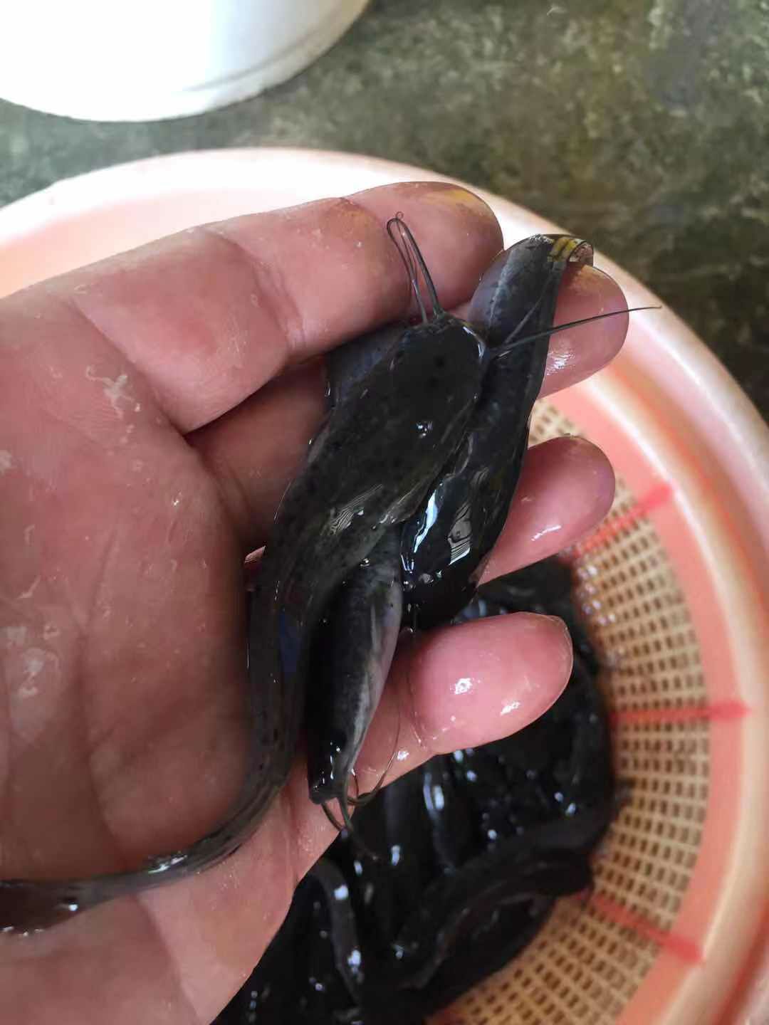  埃及鯰魚苗  八胡鯰魚苗+自孵水花