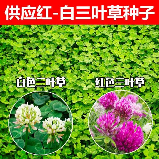 沭阳县 红花三叶草种子红三叶种子白三叶草种籽四季易种草坪种子红花醡浆
