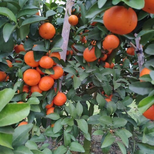 永福县沙糖桔 甜蜜蜜。