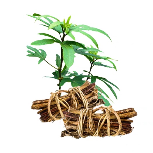 灵山县 五指毛桃树苗 牛奶木树苗 土黄芪树苗南方北方四季可种植煲汤