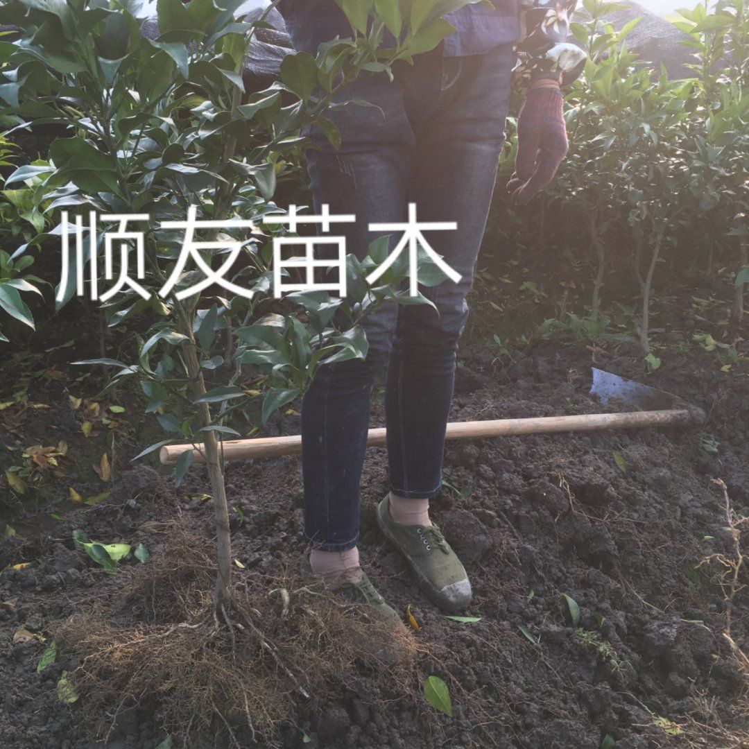爱媛28号柑桔苗 红美人苗爱媛2年苗