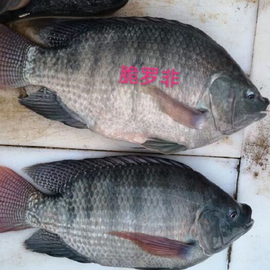 东莞市 东莞脆肉罗非鱼批发，高脆度稳定，配送上门。