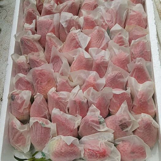 莱阳市 莱阳 超大甜宝草莓  个大味甜 有机无公害  草莓味十足