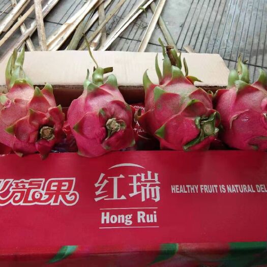 东兴市 越南天然红皮白心火龙果