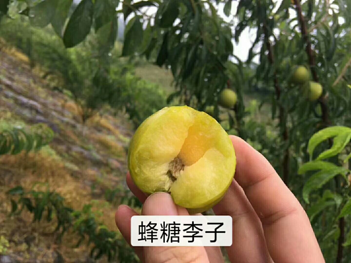 西梅苗 西梅女神  蓝蜜  红西梅  味帝等品相  自己种植自产自销