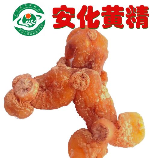 安化县 多花黄精干个
