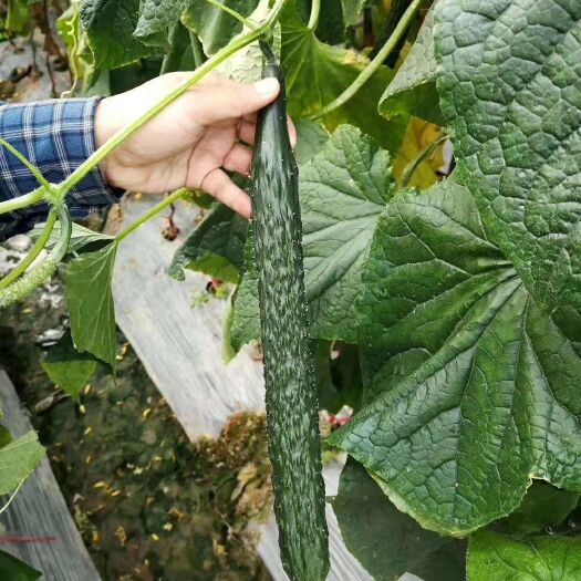 青岛乾德777黄瓜种子  乾德777  强雌油亮型黄瓜种子