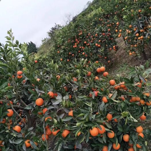 资中县资中血橙 塔罗科血橙 四川资中县特产血中华血橙塔罗科现货供应