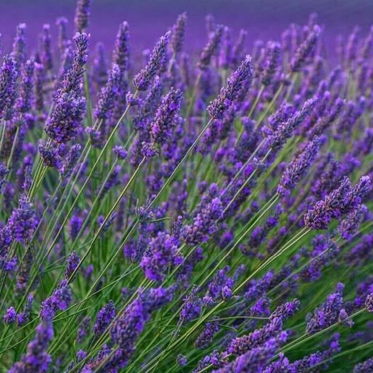 沭阳县 薰衣草种子孑种籽苗花籽种盆栽花苗室内四季植物薰衣草籽薰衣草种