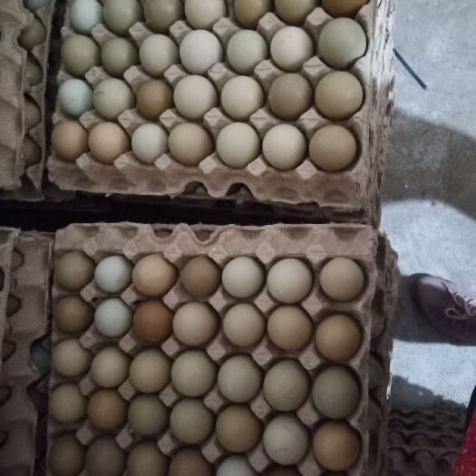 商河县七彩土鸡蛋
