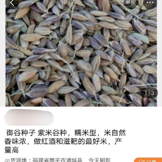 浦城县紫糯米 紫米谷种