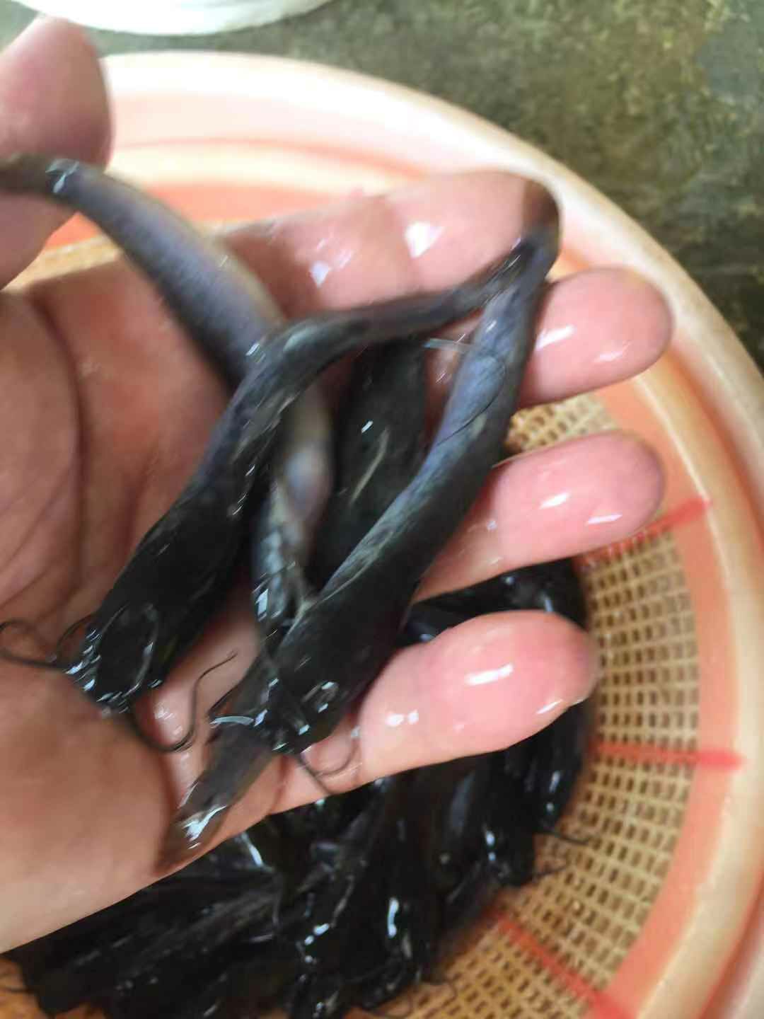 埃及鯰魚苗 八胡鯰魚苗 自孵水花