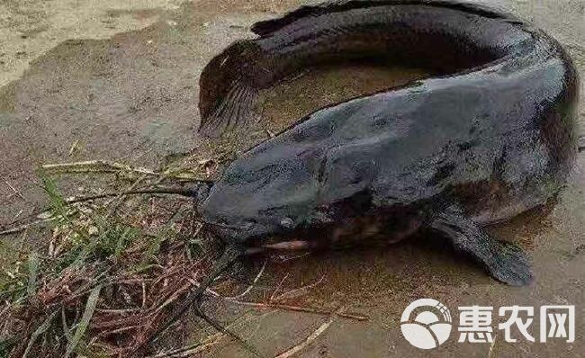  埃及塘鲺鱼苗  埃及鲶鱼苗  埃及胡子鲶鱼苗+自孵水花