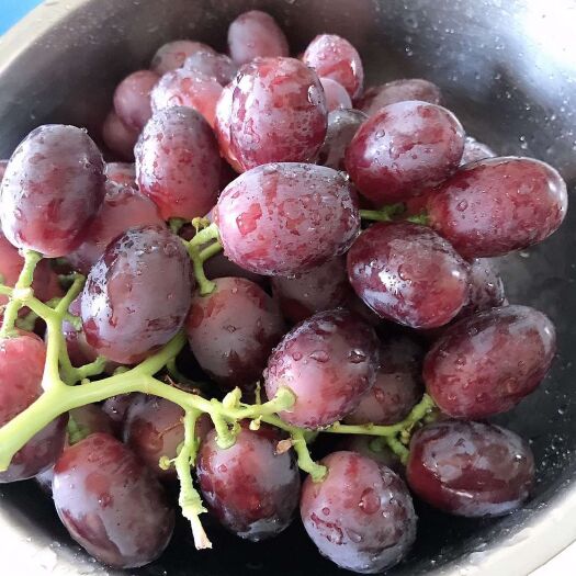 营口 父辈经营将近20多年的苗圃各种嫁接品种葡萄苗，占地贝达条