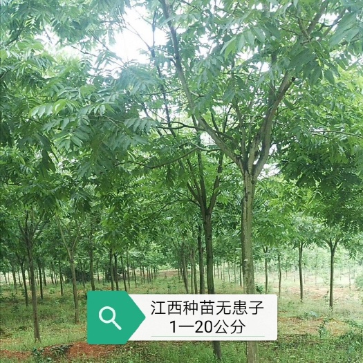 九江无患子树 江西精品无患子基地批发米径15一20公分