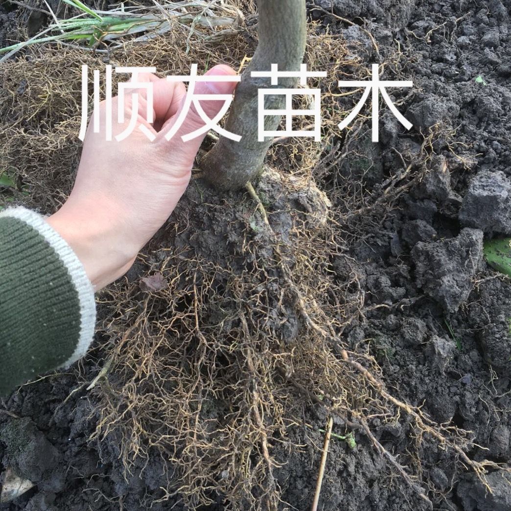 爱媛28号柑桔苗 红美人苗爱媛2年苗