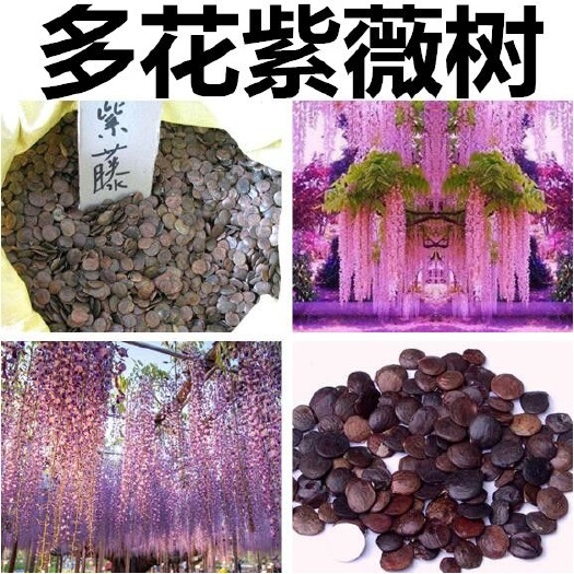 沭阳县 紫藤种子多年生爬藤植物垂吊紫藤萝种子公园庭院走廊攀爬种子包邮