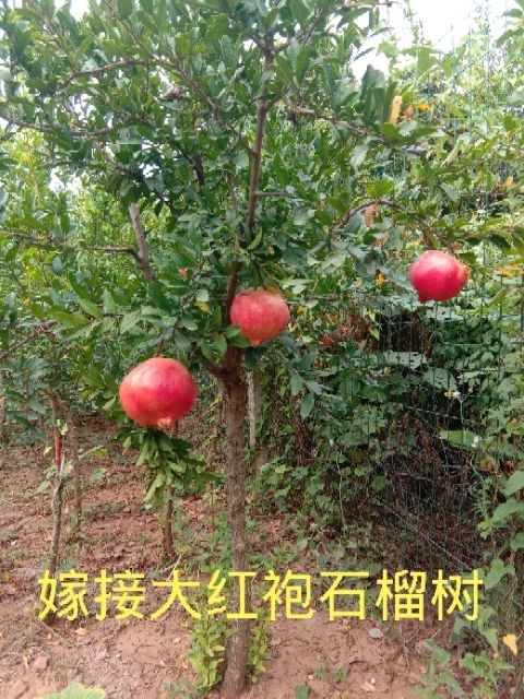 枣庄软籽石榴苗 嫁接精品石榴树:大红袍、大马牙、软籽石榴树