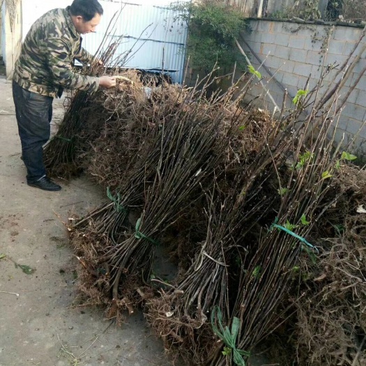 青阳县吴茱萸苗 中花吴茱萸速生高产卖价高