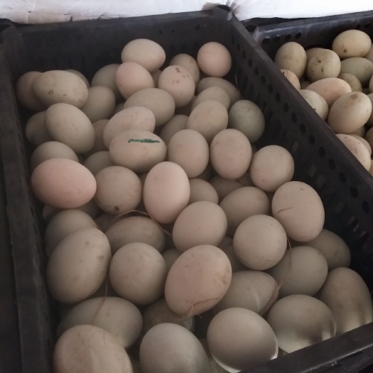 原阳县绿壳鸭蛋 食用 散装