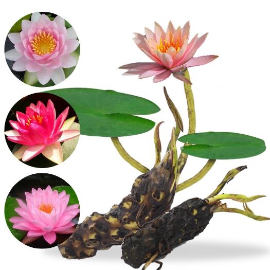 沭阳县 大睡莲花根块水培植物四季开花室内盆栽水养池塘碗莲荷花种藕花卉