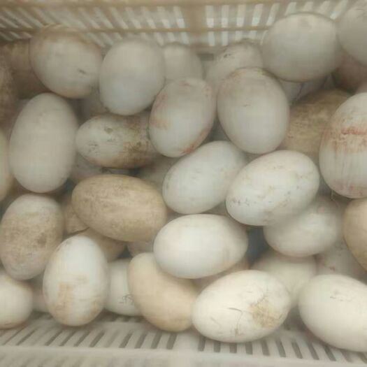 菏泽 农家自养鹅1000多只，大量出售鹅蛋