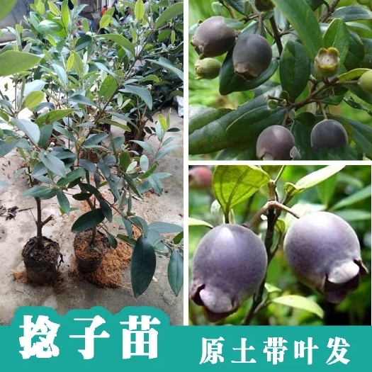 灵山县桃金娘苗 果树捻子树苗果树捻子果苗山捻子苗乌稔桃金娘树苗果苗盆栽棯子苗