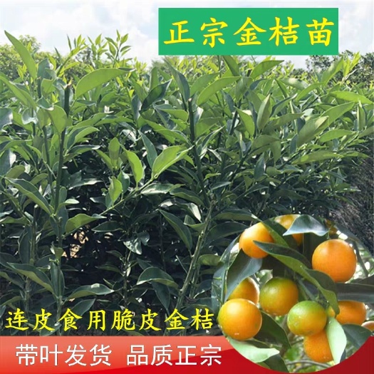 灵山县 脆皮金桔苗盆栽地栽带果四季金桔食用金桔树苗金蛋桔庭院种植带果