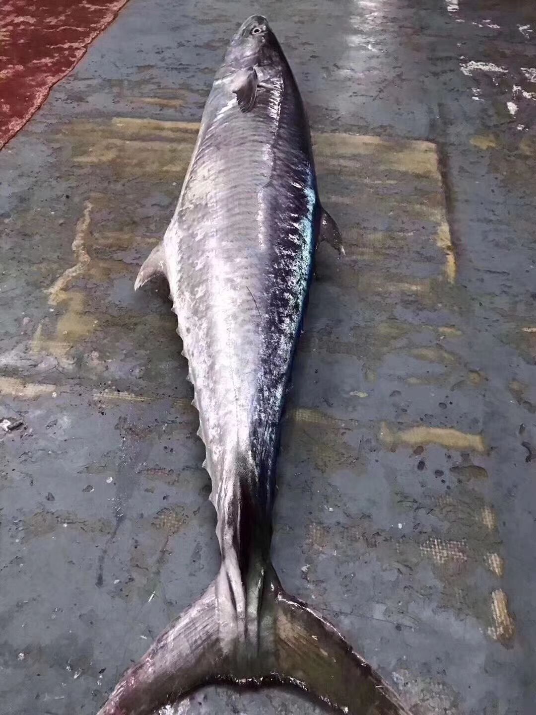 广州马鲛鱼