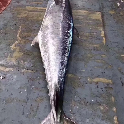 广州马鲛鱼