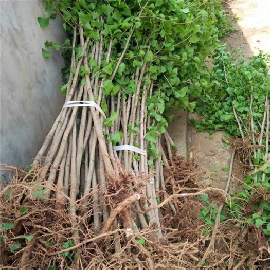 银杏树苗大小规格都有  基地直销 量大优惠