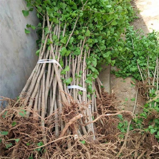 沭阳县银杏树苗大小规格都有  基地直销 量大优惠