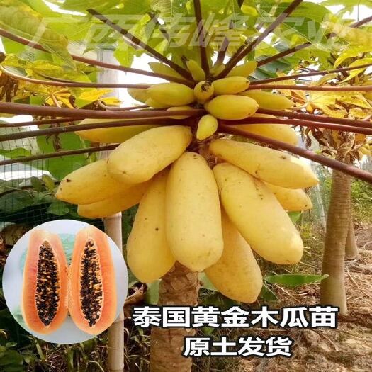 灵山县 木瓜树苗 黄金木瓜树苗 大青木瓜树苗 红铃一号木瓜苗 矮化