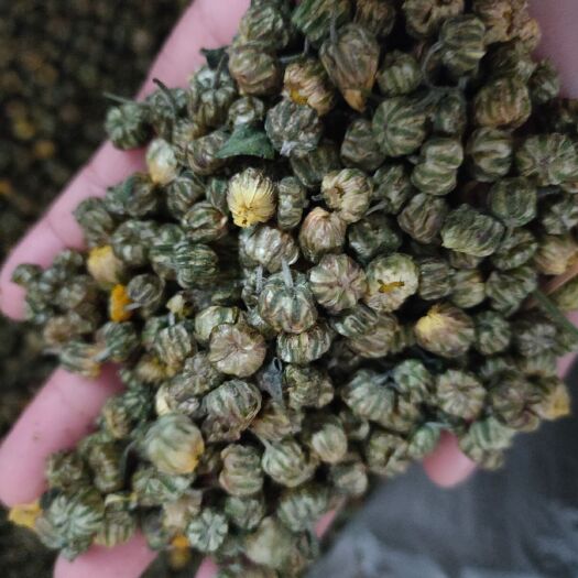  天然胎菊米精選桐鄉(xiāng)菊花茶胎菊胎米