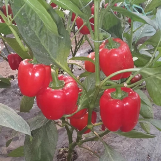 青岛甜椒种子  红方椒 甜彩椒种子  乾德火麒麟