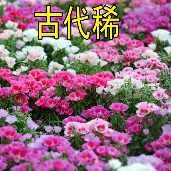 沭阳县 古代稀种子 送春花 晚春锦 花园花坛花境播种栽培常见品种