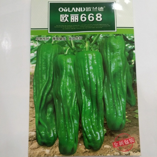 临沂 欧丽668薄皮辣椒种子砀椒辣椒种子批发