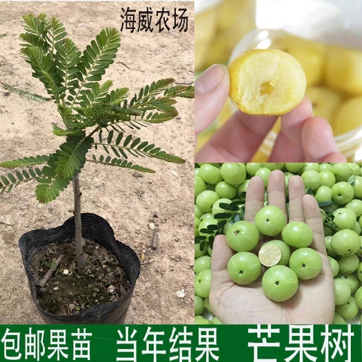 灵山县余甘果苗 狮头甜种油甘苗油甘果树苗余甘子四季结果苗嫁接果树苗当年结果