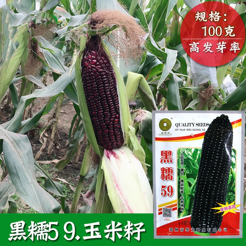 南靖县黑糯59玉米种子 农田菜园基地易种糯甜鲜香干鲜两用