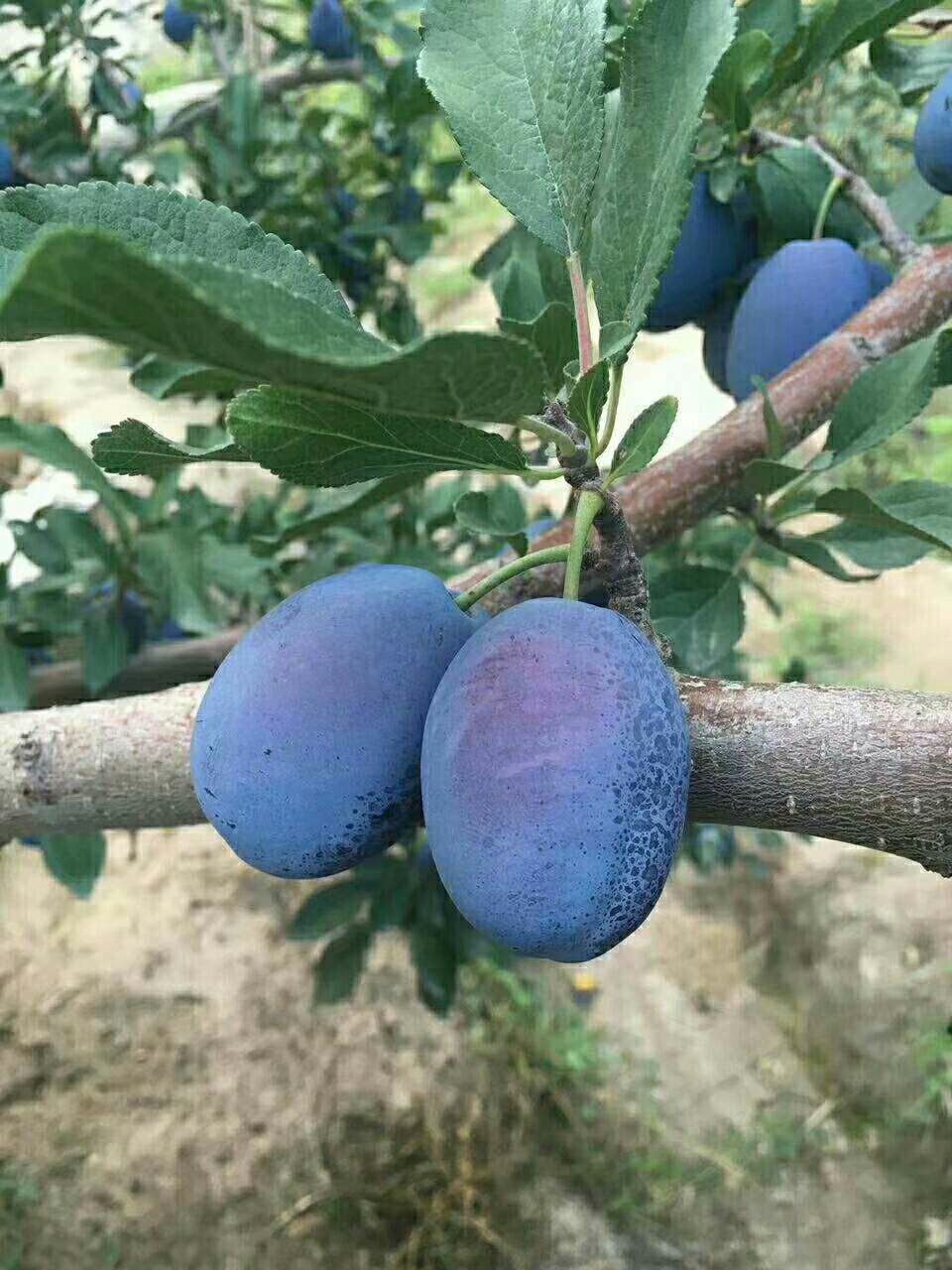 西梅苗 西梅女神  蓝蜜  红西梅  味帝等品相  自己种植自产自销