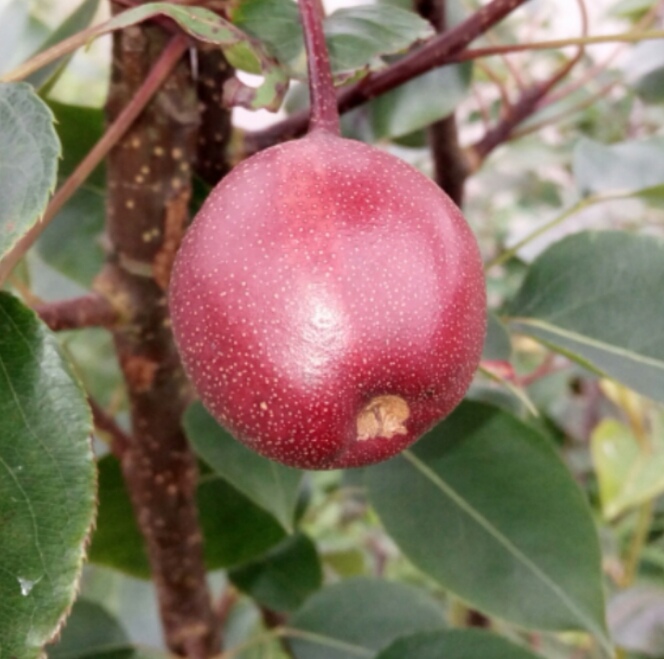 早酥红梨苗  可视频起苗，特早红梨，南北可种，色艳味好，苗纯