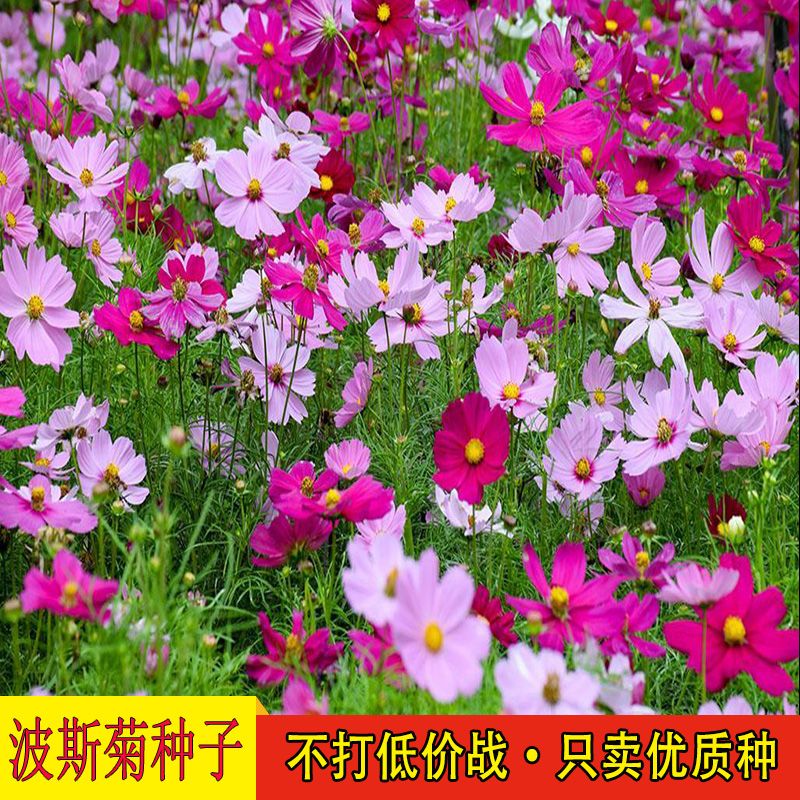 沭阳县 波斯菊花种子格桑花种籽子七彩花种四季开花易活花籽野花组合种孑