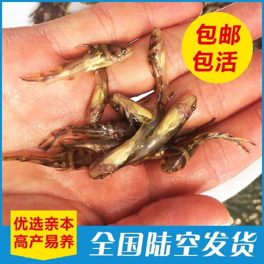 广州厂家批发黄骨鱼苗杂交黄颡鱼苗淡水养殖活体鱼苗批发
