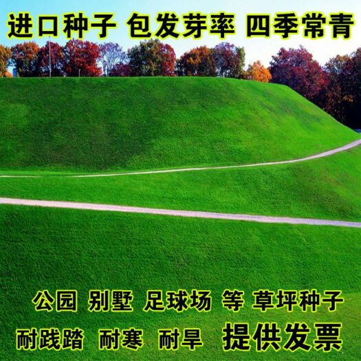 沭阳县 别墅草坪种子四季常青草籽高羊茅狗牙根护坡草皮草95%发芽