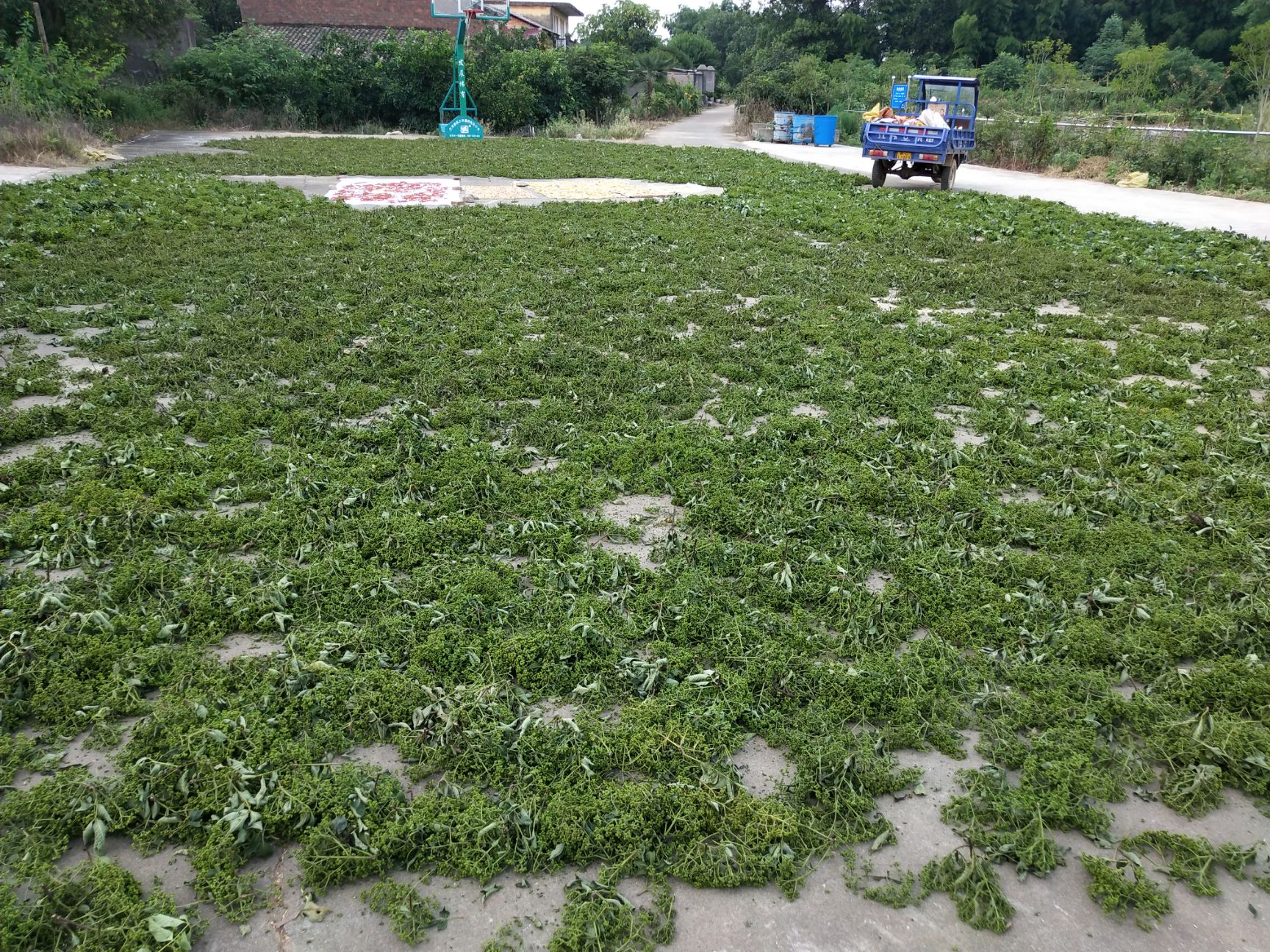 吴茱萸苗 江西中花吴茱萸种苗，茶辣苗，扦插苗根生苗