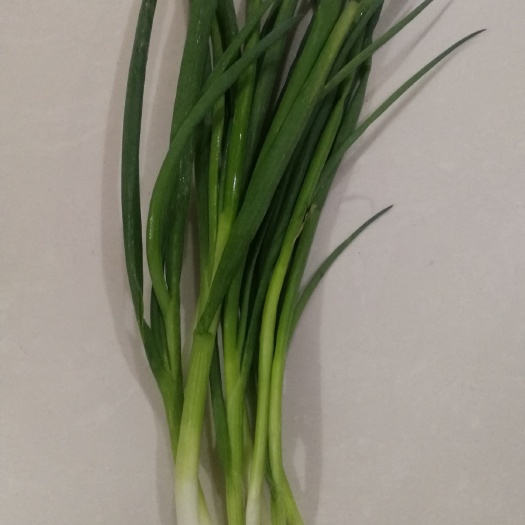 温岭市四季葱 品质好！价格优！