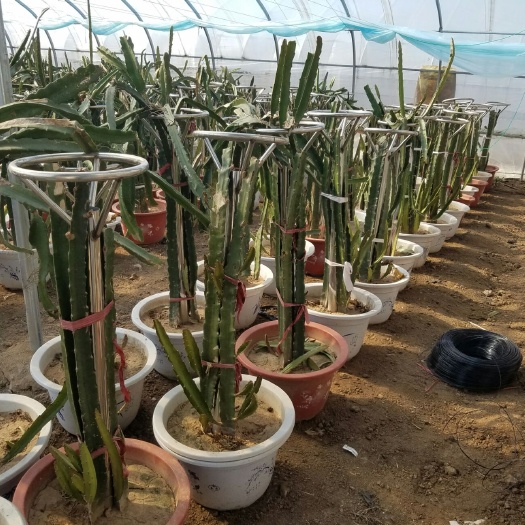 临沂金都一号火龙果苗 签合同保结果，246亩基地保证，放心购苗，